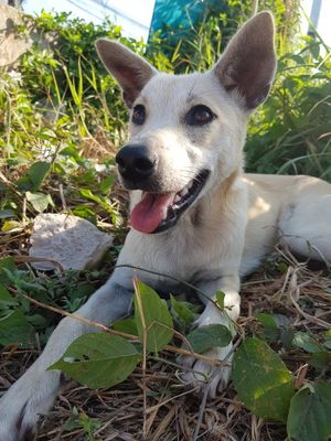 The dog that hangs around the restaurant! 💜 at Thai Food Restaurant in Phuket
