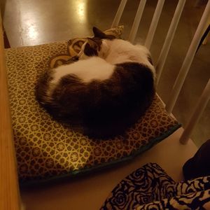 The house cat at De Kleischuur in Gouda