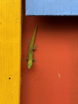  #Veganuary at The Cosmic Kitchen in Haleiwa