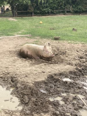   at Forrest and Friends in Kaggevinne