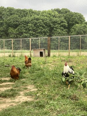   at Forrest and Friends in Kaggevinne