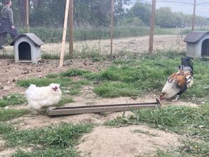   at Forrest and Friends in Kaggevinne