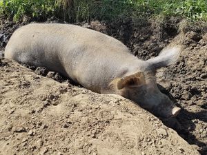 at openhouse weekend Sept 2019 Forrest & Friends at Forrest and Friends in Kaggevinne