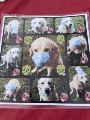 Cute dog!  at Keauhou Farmer's Market in Kailua Kona