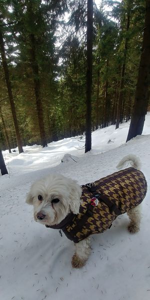 Filip and me in the Krkonose mountains!  at VegZion in Svoboda Nad Upou