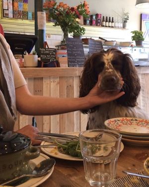 Dougal loved his visit as much as we did! at Cafe Kombucha in Elgin