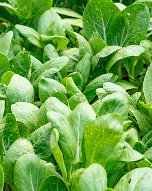 The greens that grow in the garden are used directly in the smoothies...YUM! at Cooper's Specialty Kitchen in Ao Nang