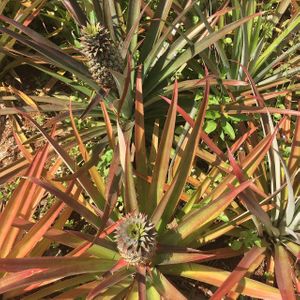 Pineapples growing in the farm at Coopers  at Cooper's Specialty Kitchen in Ao Nang