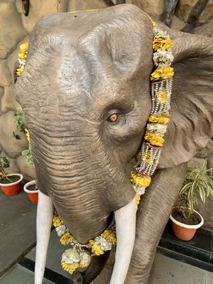 🐘 at The Cave in Kolkata