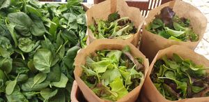 sałaty Prosto z Pola at Chwast Prast in Torun