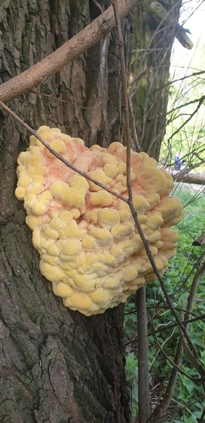 Żółta Huba at Chwast Prast in Torun