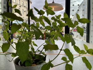plant at Swing Kitchen - Rosenthalerstraße in Berlin