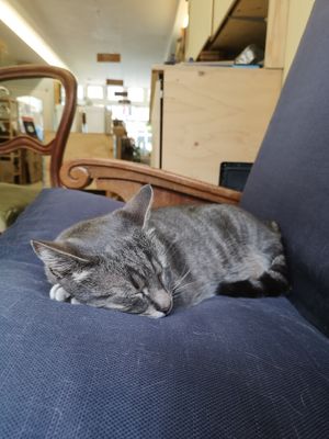 Pablo (neighbour's cat) at Little Plant Pantry in Amsterdam