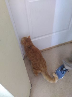 Cute cat at Little Plant Pantry in Amsterdam