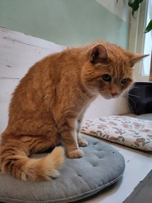 The sweet cat at Little Plant Pantry in Amsterdam