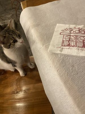   at Oda's Garden in Tirana