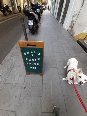 Dog friendly at Gallo Santo in Barcelona