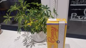 Bonsoy at Breather Coffee in Zushi