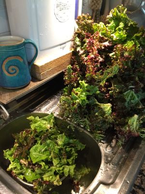 Salat and more at Chez Svanette in Zullwil