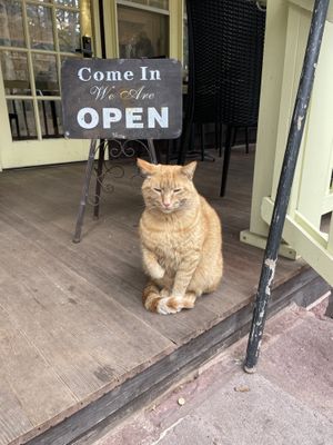 Welcome cat  at Porch & Pantry in Mt Gretna