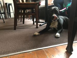 Dog-friendly premises  at Sprig & Fern in Christchurch