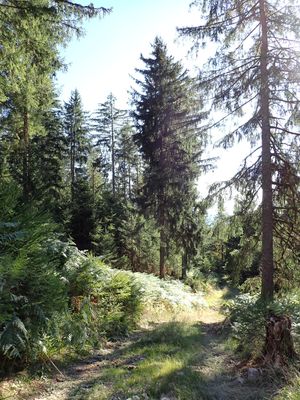  at La Beuratte in Cornimont