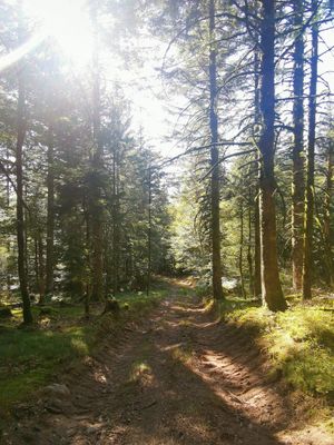  at La Beuratte in Cornimont