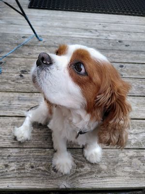 Doudou at La Beuratte in Cornimont