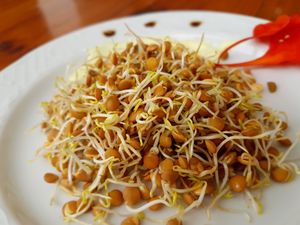 Healthy, natural, beautiful sprouts!!! at Govindas in Tenerife