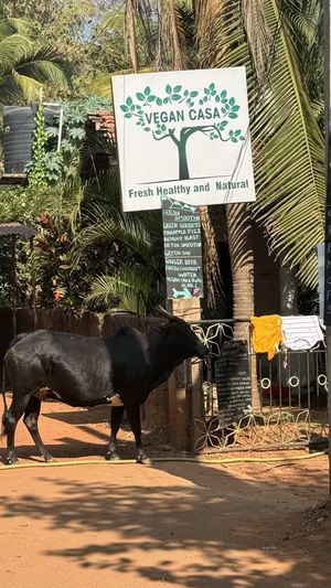   at Vegan Casa in Patnem