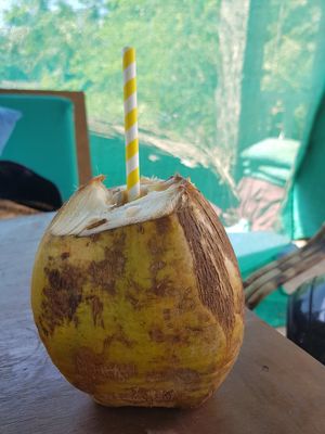 coconut water at Vegan Casa in Patnem
