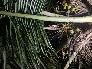 Our seat right next to coconuts, no need to zoom here.  😀  at Vegan Casa in Patnem