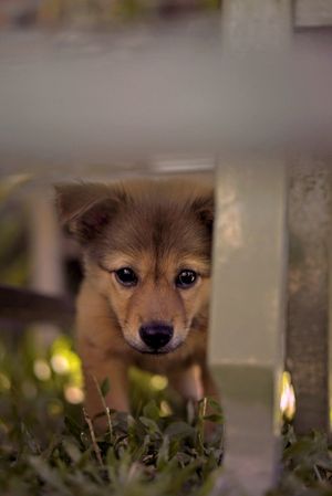 Jackie the house pup at Nourish in Hoi An
