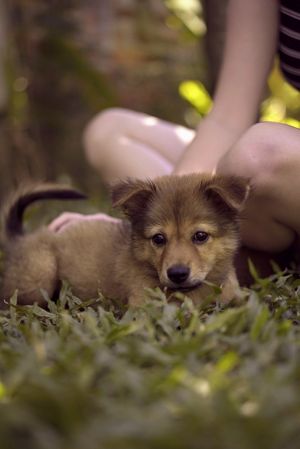 Jackie the house pup at Nourish in Hoi An