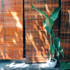 Greenery at Nourish in Hoi An