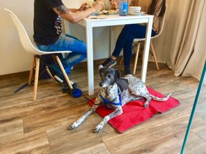 Pet friendly Spot at Donna Veggie restaurante in Guimarães, Portugal  at Donna Veggie in Guimaraes