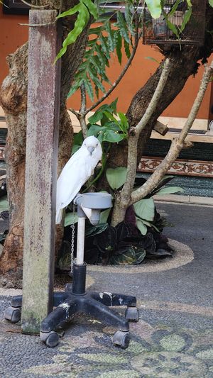 Why would anyone think having a beautiful, once wild bird prisoner on it's premises would add to the atmosphere? The poor thing was nervous and anxious. at Cafe Vida in Canggu