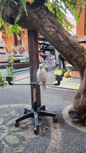 Can't even reach the tree. Horrible. 😢 at Cafe Vida in Canggu