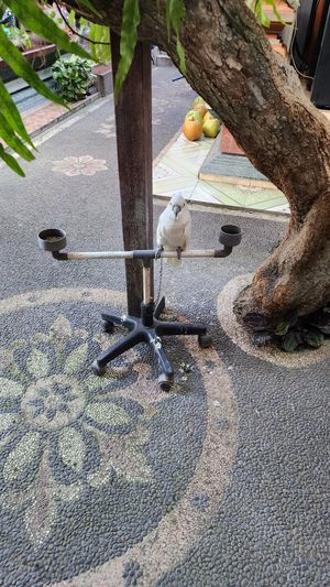  at Cafe Vida in Canggu