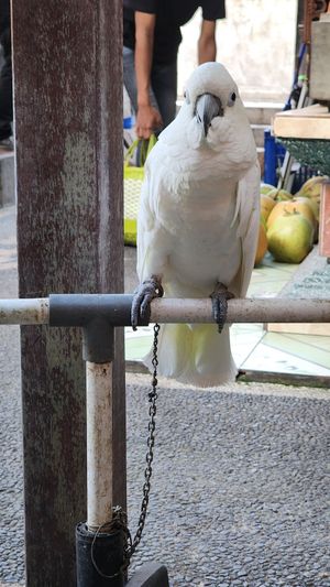 Three Cockatoo was listless and depressed. Chained by the leg out of reach of water, food and the tree above. Horrific at Cafe Vida in Canggu