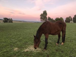 Meet Suzy and the other residents of Hilltop Hooves at Hilltop Hooves in Romsey