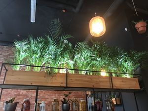 and more plants! at Falla in Wroclaw