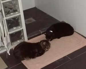 Kiera and Willow at Lounges - Marciano Lounge in Woking