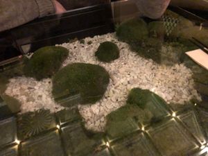   at Secret Garden in Berlin