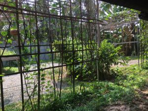 vegetable garden at Chamkar - The Passage in Siem Reap