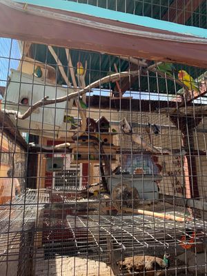cuties, also a peacock at Govinda's Natural Foods Buffet in Tucson