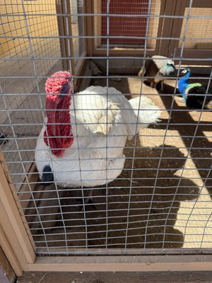   at Govinda's Natural Foods Buffet in Tucson