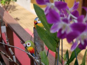 2 little friends at Mia's Hangout in Krabi