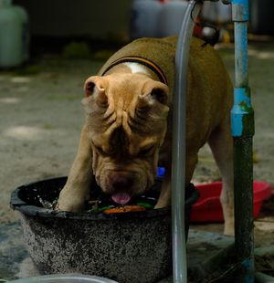 "Benny" 🖤 at Benny's On The Beach in Koh Lipe