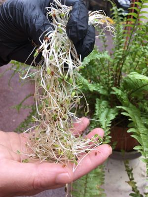 L'alfafa, la reine des grainers germées at Bhajan Cafe in Nice